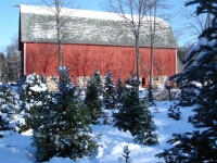 Tree Farm Barn